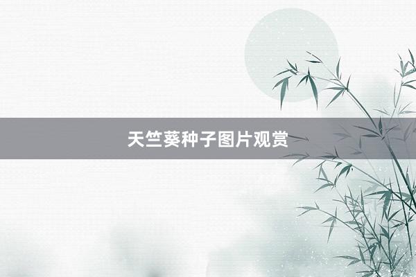 天竺葵种子图片观赏